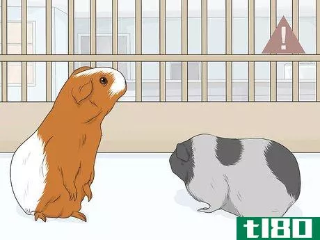 Image titled Care for a Guinea Pig After Neutering Step 8