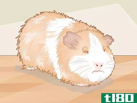 Image titled Care for a Guinea Pig with an Ear Infection Step 1