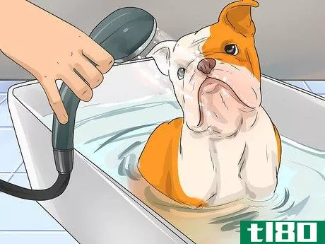Image titled Care for an English Bulldog Step 6