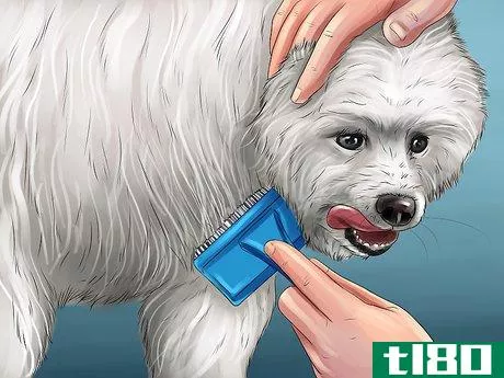 Image titled Care for an American Eskimo Puppy Step 12