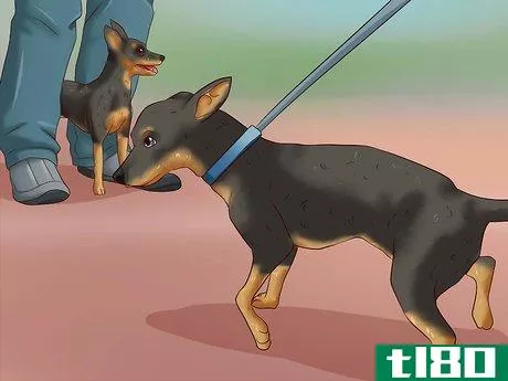 Image titled Care for a Miniature Pinscher Step 7