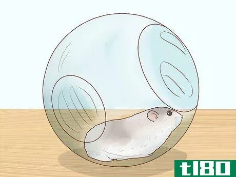 Image titled Care for Winter White Dwarf Hamsters Step 16