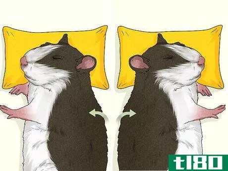 Image titled Care for a Rat That Had a Stroke Step 5