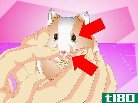 Image titled Make Your Hamster Live Longer Step 6
