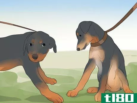 Image titled Care for a Rottweiler Puppy Step 14