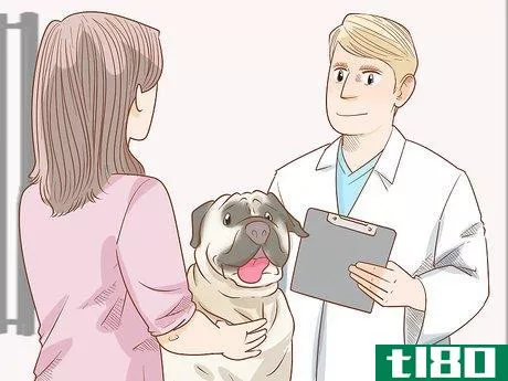Image titled Care for an English Mastiff Step 2