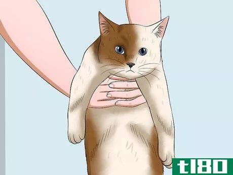 Image titled Carry a Cat Step 11