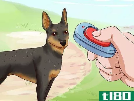 Image titled Care for a Miniature Pinscher Step 10