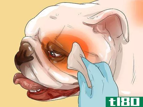 Image titled Care for an English Bulldog Step 1