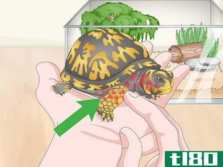 Image titled Care for an Eastern Box Turtle Step 20