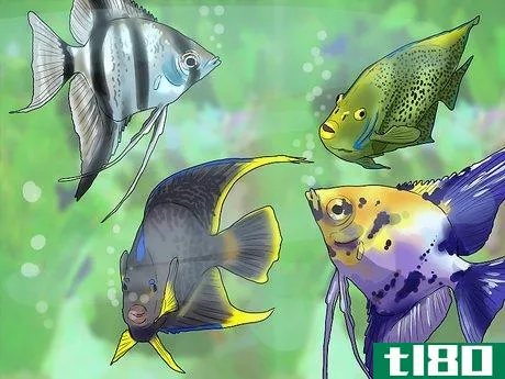 Image titled Know Which Fish to Put Together in a Tank Step 10