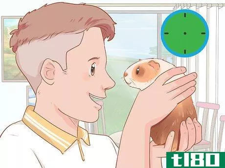 Image titled Care for a Crested Guinea Pig Step 12