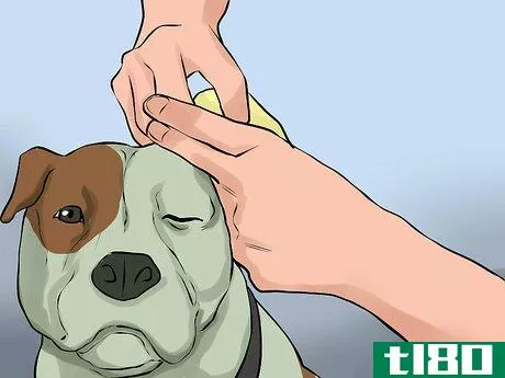 Image titled Care for an American Pit Bull Terrier Step 15