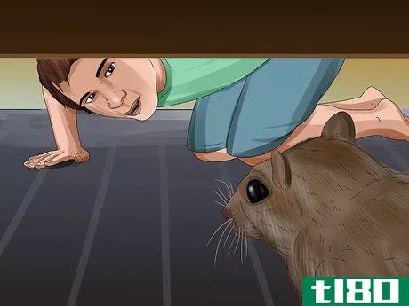Image titled Catch a Gerbil on the Loose Step 3