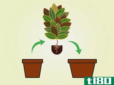 Image titled Care for a Croton Plant Step 10