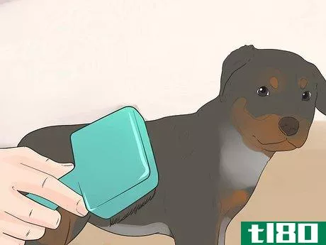Image titled Care for a Rottweiler Puppy Step 7