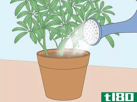 Image titled Care for a Dwarf Umbrella Plant Step 4