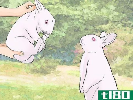 Image titled Care for Newborn Rabbits Step 2