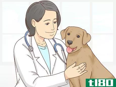 Image titled Care for a Labrador Retriever Step 9