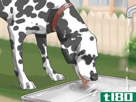 Image titled Care for a Dalmatian Step 3