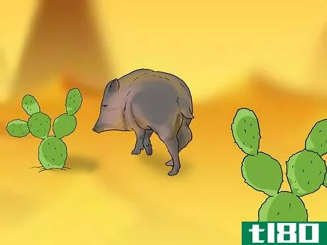 Image titled Care for a Javelina Step 9