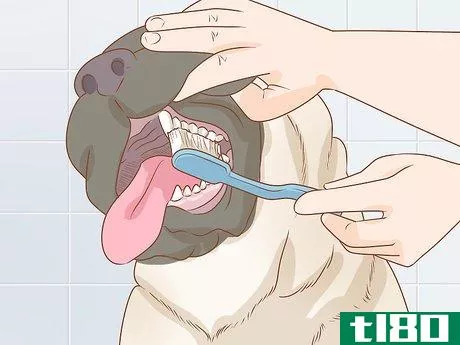 Image titled Care for an English Mastiff Step 20
