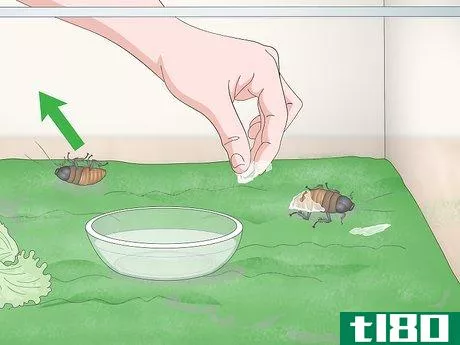 Image titled Care for a Madagascar Hissing Cockroach Step 13