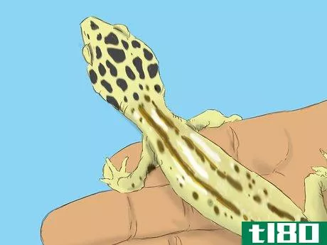Image titled Care for a Wounded Leopard Gecko Step 10