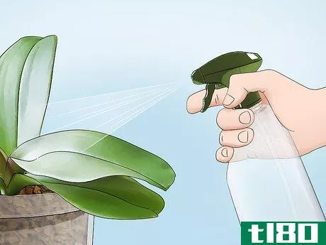 Image titled Clean Orchid Leaves Step 5