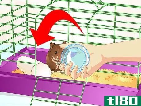 Image titled Care for Old Hamsters Step 4