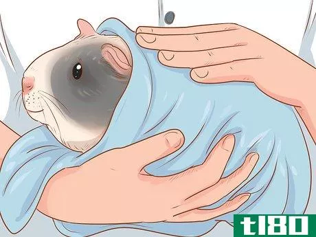 Image titled Care for a Crested Guinea Pig Step 13