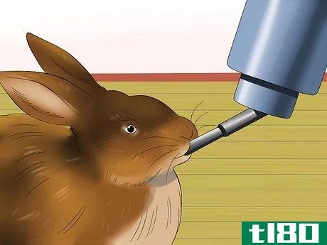 Image titled Care for Satin Angora Rabbits Step 9