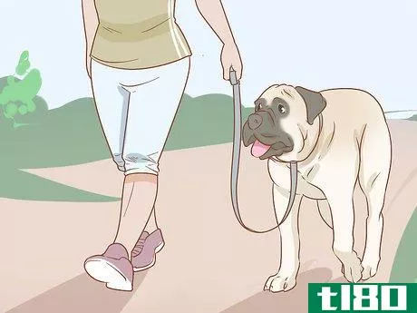 Image titled Care for an English Mastiff Step 15