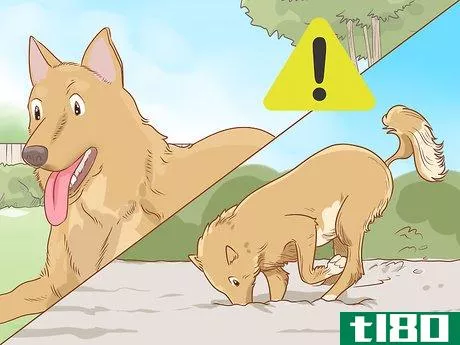 Image titled Care for a Dog Before, During, and After Pregnancy Step 11