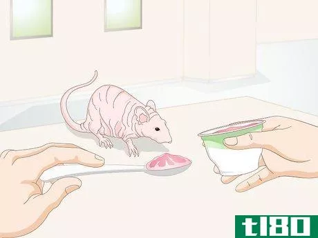 Image titled Care for a Hairless Rat Step 3