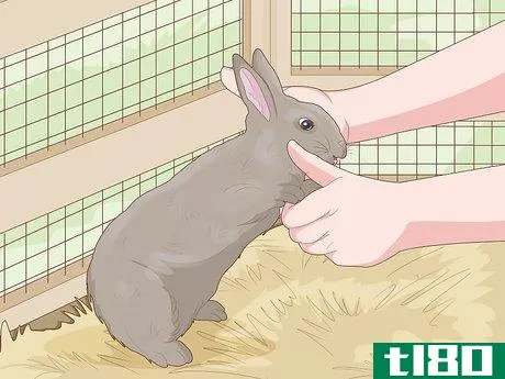 Image titled Care for a New Pet Rabbit Step 7