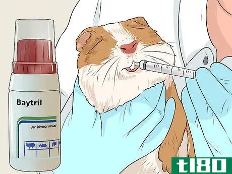 Image titled Care for a Guinea Pig with Pneumonia Step 11