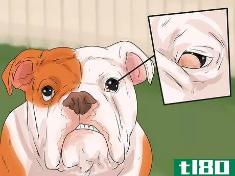 Image titled Care for an English Bulldog Step 16