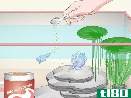 Image titled Care for a Crowntail Betta Fish Step 11