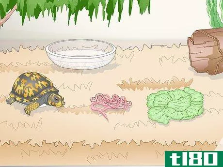 Image titled Care for an Eastern Box Turtle Step 12