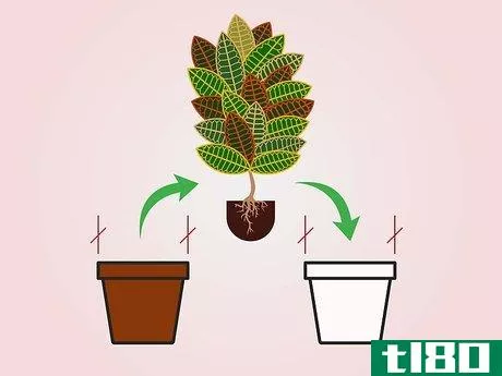 Image titled Care for a Croton Plant Step 11