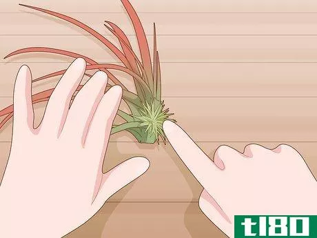 Image titled Care for Air Plants Indoors Step 10