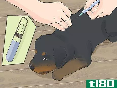 Image titled Care for a Rottweiler Puppy Step 5
