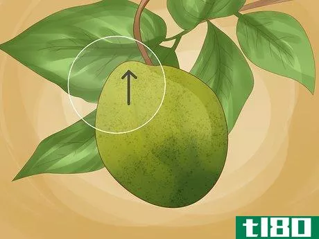 Image titled Identify Lemon Tree Diseases Step 3