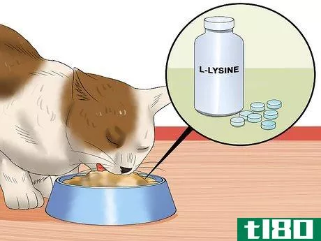 Image titled Care for an FIV Infected Cat Step 8