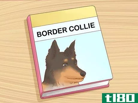 Image titled Care for a Border Collie Step 10