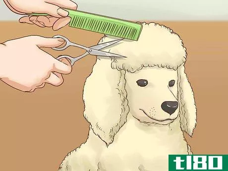 Image titled Care for a Poodle Step 4