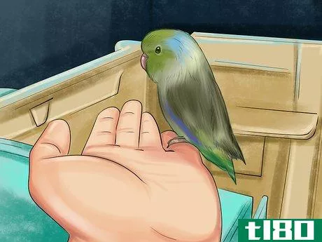 Image titled Care for a Pacific Parrotlet Step 21