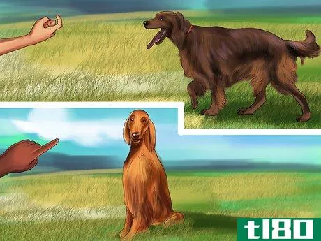 Image titled Care for an Irish Setter Step 4