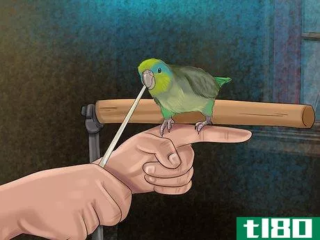 Image titled Care for a Pacific Parrotlet Step 20